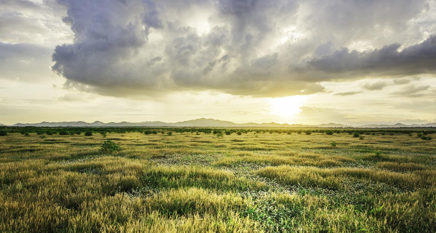 Grassland, a prairie, a pampas, a pasture