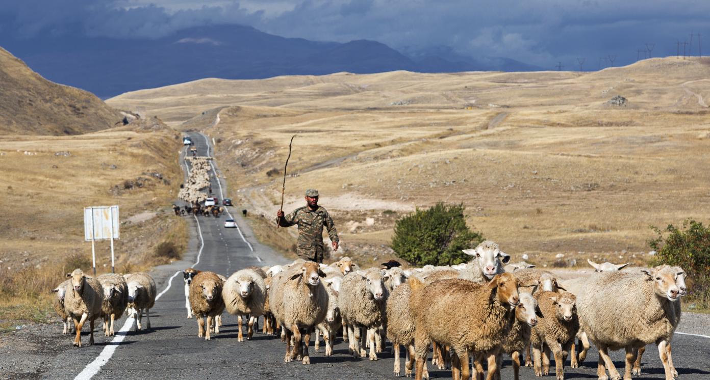 TATEV, ARMENIA - SEPTEMBER 24, 2016: A shepherd gets his herd of sheep across the road near the village of Tatev in Armenia.