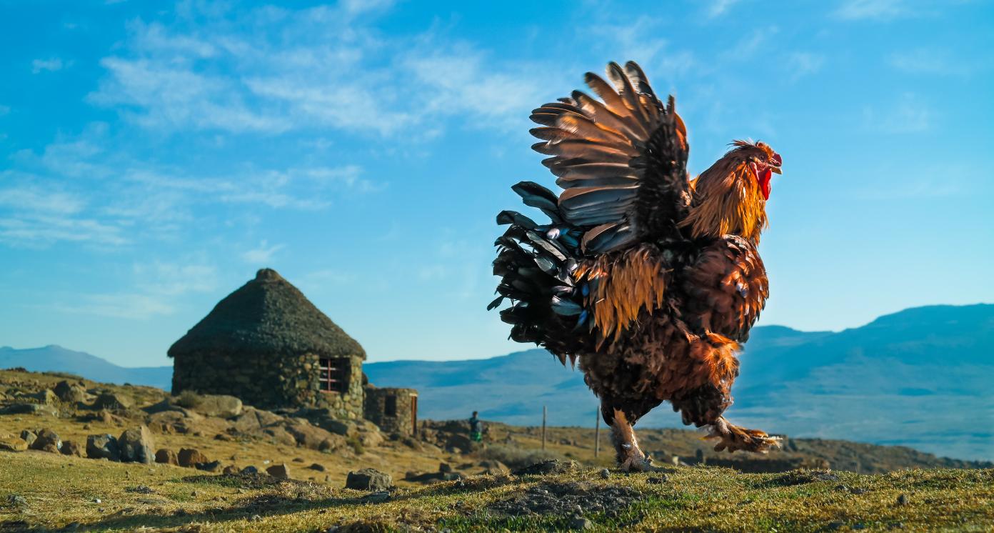 Early morning rooster flapping its wings in Lesotho