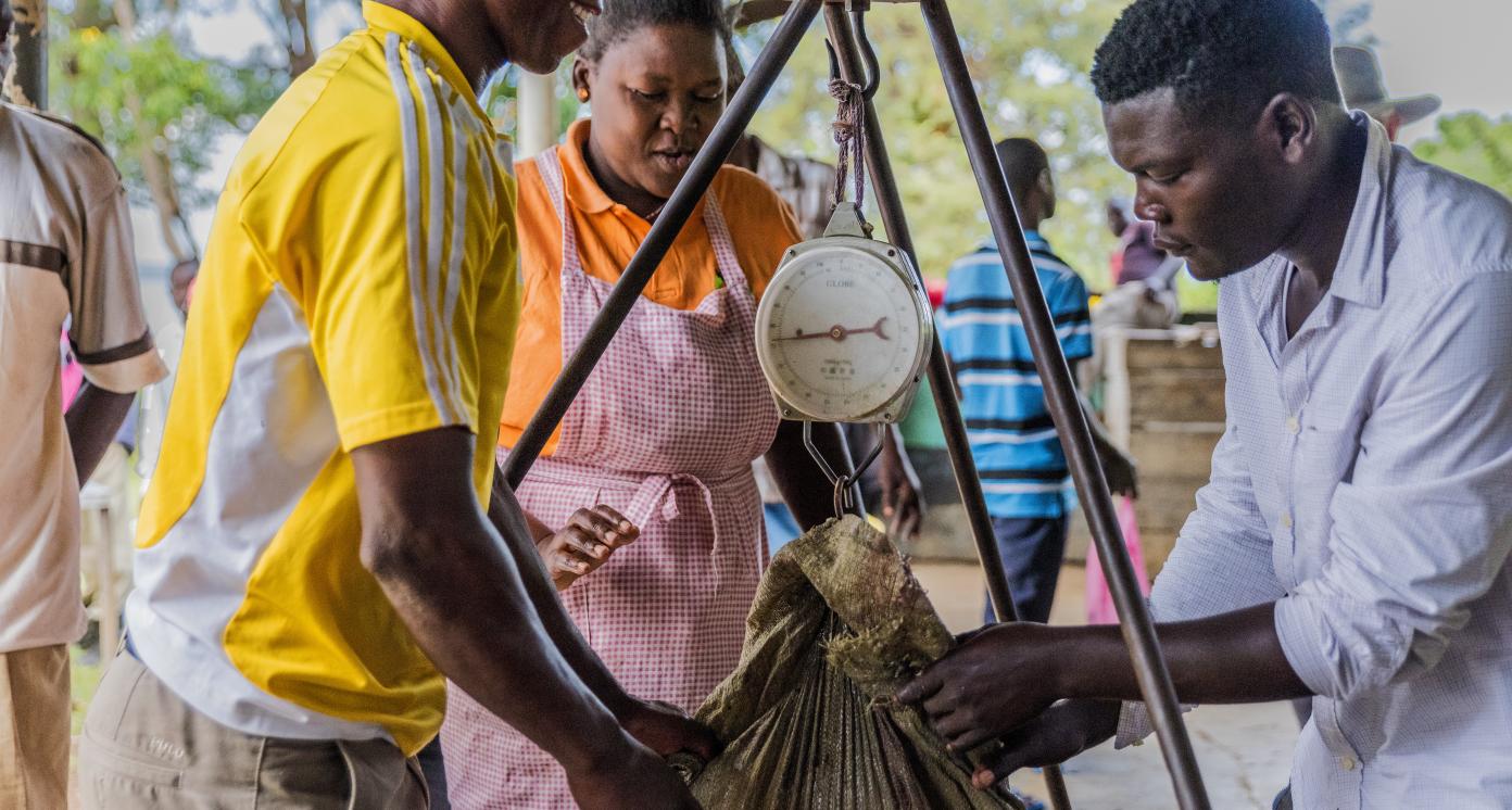 Sustainable fish production