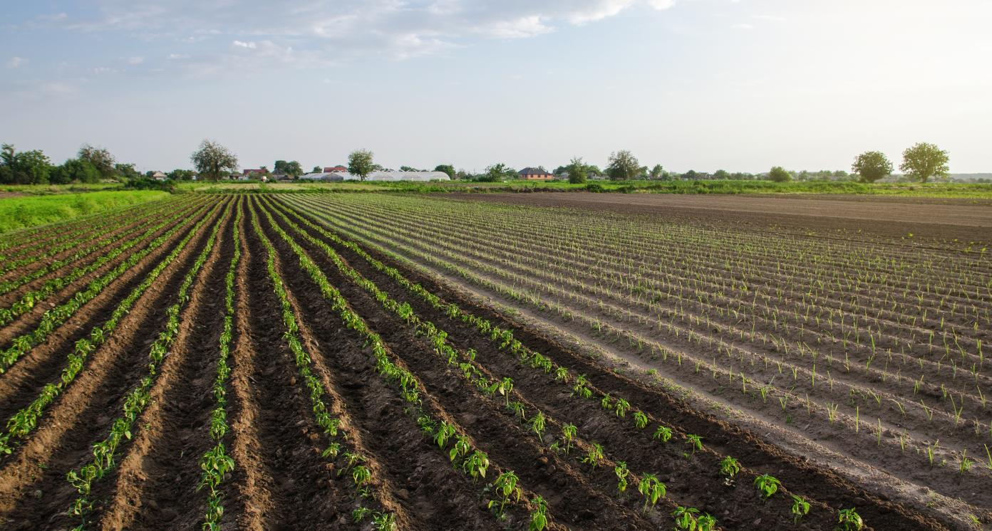 agro processing