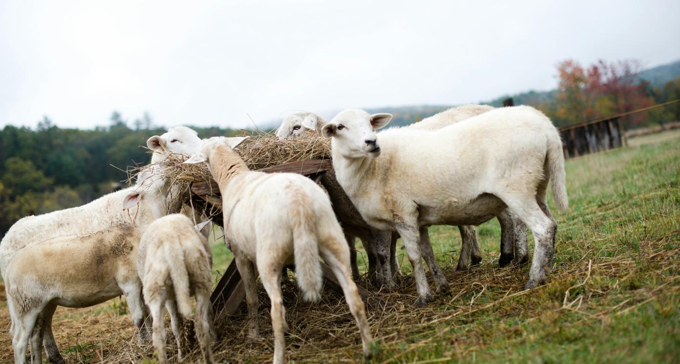 Herd of white sheep on a field of green grass