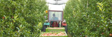 Fruit Cultivation