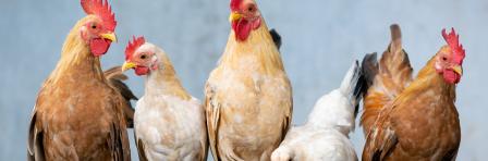 Sustainable Poultry Production