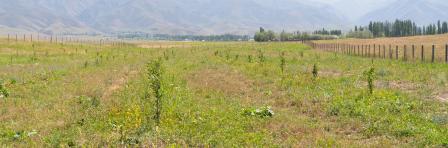 Sustainable agriculture in Kyrgyzstan 