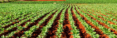 Agricultural landscape