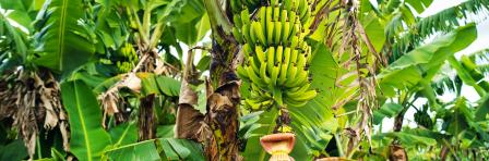 Two bunches of bananas growing on a tree on the plontage of the island of Mauritius.