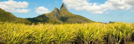 Bright landscape of sugarcane fields near the mountains on Mauritius Island