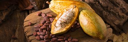 Cocoa production