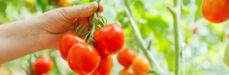 Organic tomato cultivation