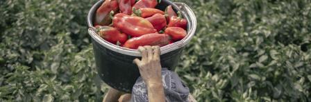 Fresh Fruit & Vegetable Primary Production