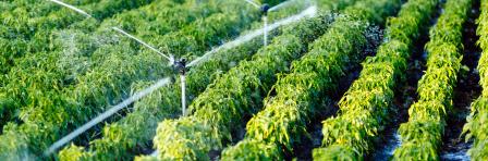 Irrigation in agriculture