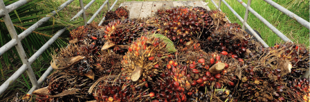 Sustainable and Organic Palm Oil Production and Processing