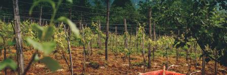 Vinyard