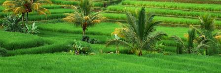 Farmlands in Indonesia