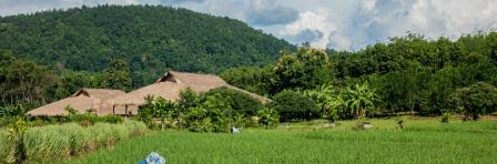 Person on rice field