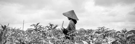 Indonesian farmer