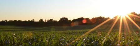 Sunshine on a farm