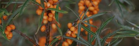 close up of sea buckthorn tree