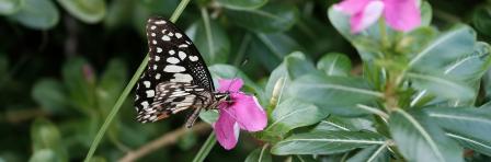 Butterfly hovering over flowers