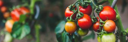 Cherry tomatoes on vine