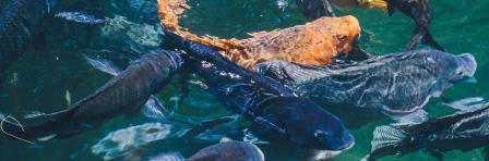 Sustainable Aquaculture