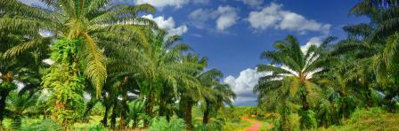 Palm trees on a road