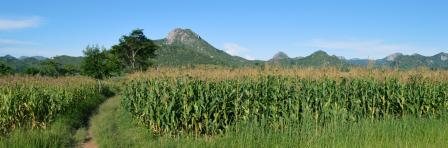 A tiny road in the field near the grass and corn in Malawi. Amazing african mountains on the background.