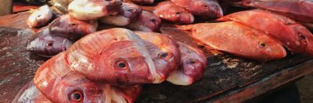 Freshly harvested fish on the beach market in Luanda, Angola