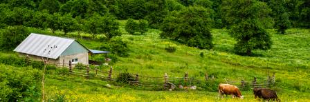 Milk cows grazing grass at the dairy farm in summer. Beautiful mountain pasture with blooming wildflowers.