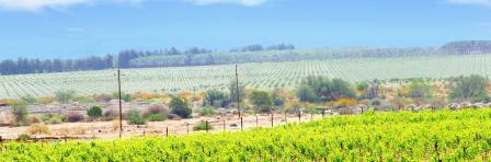 Vineyards and wine farm in rural landscape near Fish river Canyon, Namibia, Africa