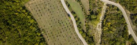 drone shoot of a field full of olive trees near the road. olive oil production is one of the top farming sectors in Albania