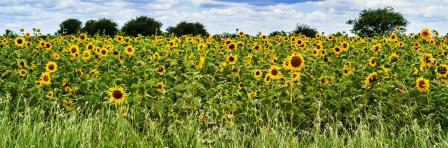 Panoramic view at the sunflower field in Tanzania near Ikungi