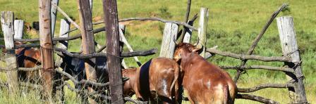 cattle farming in Swaziland,south Africa