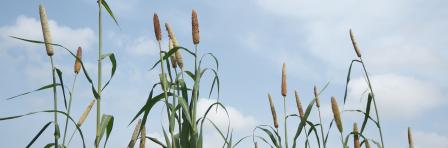 Grain storage infrastructure