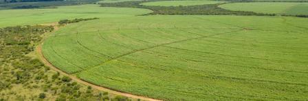 Sugar Cane farm. Drone photo of cane sugar. Sugarcane field in eSwatini, Africa.