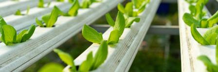 Technological sowing systems