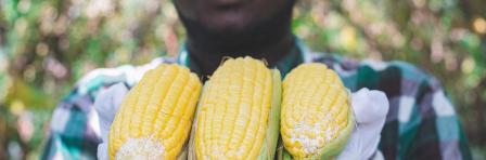 African Farmer stand in the corn plantation field.Agriculture or cultivation concept