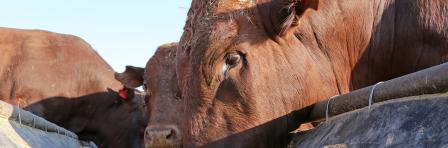 Feedstock from food waste