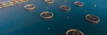 Aerial drone top view of sea fish farm cages and fishing nets, farming dorado, sea bream and sea bass, feeding the fish a forage, with marine landscape and mountains in the background, Adriatic sea