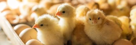 Hatching eggs in incubator. Group of small cute newborn chicks