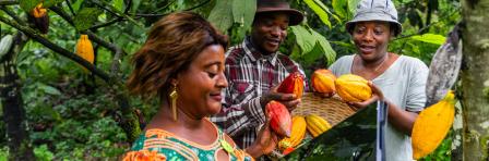 The agronomist in the cocoa field uses the tablet to inspect the quality of the pods picked.