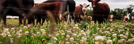 Uruguay pasture