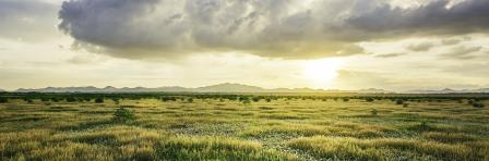 Grassland, a prairie, a pampas, a pasture