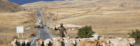 TATEV, ARMENIA - SEPTEMBER 24, 2016: A shepherd gets his herd of sheep across the road near the village of Tatev in Armenia.