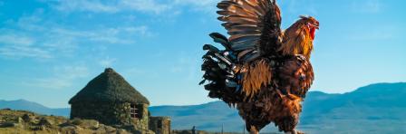 Early morning rooster flapping its wings in Lesotho