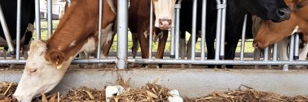 Dairy aggregation and storage