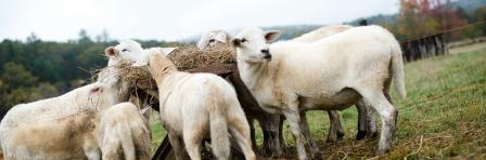 Herd of white sheep on a field of green grass