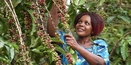 Coffee farmer