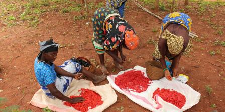 Equator Kenya chilies harvesting in Kenya